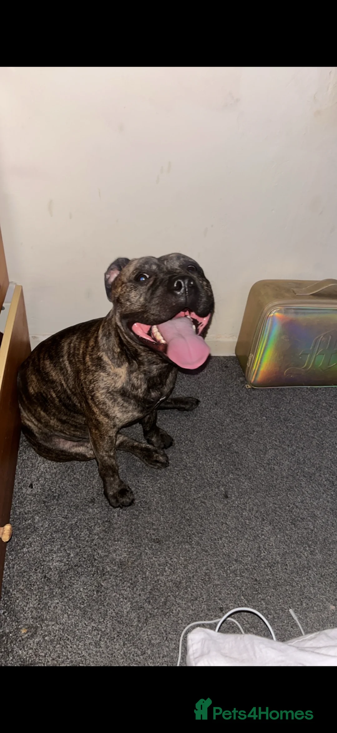Staffordshire Bull Terrier dogs for sale: Narla x  - Advert 1
