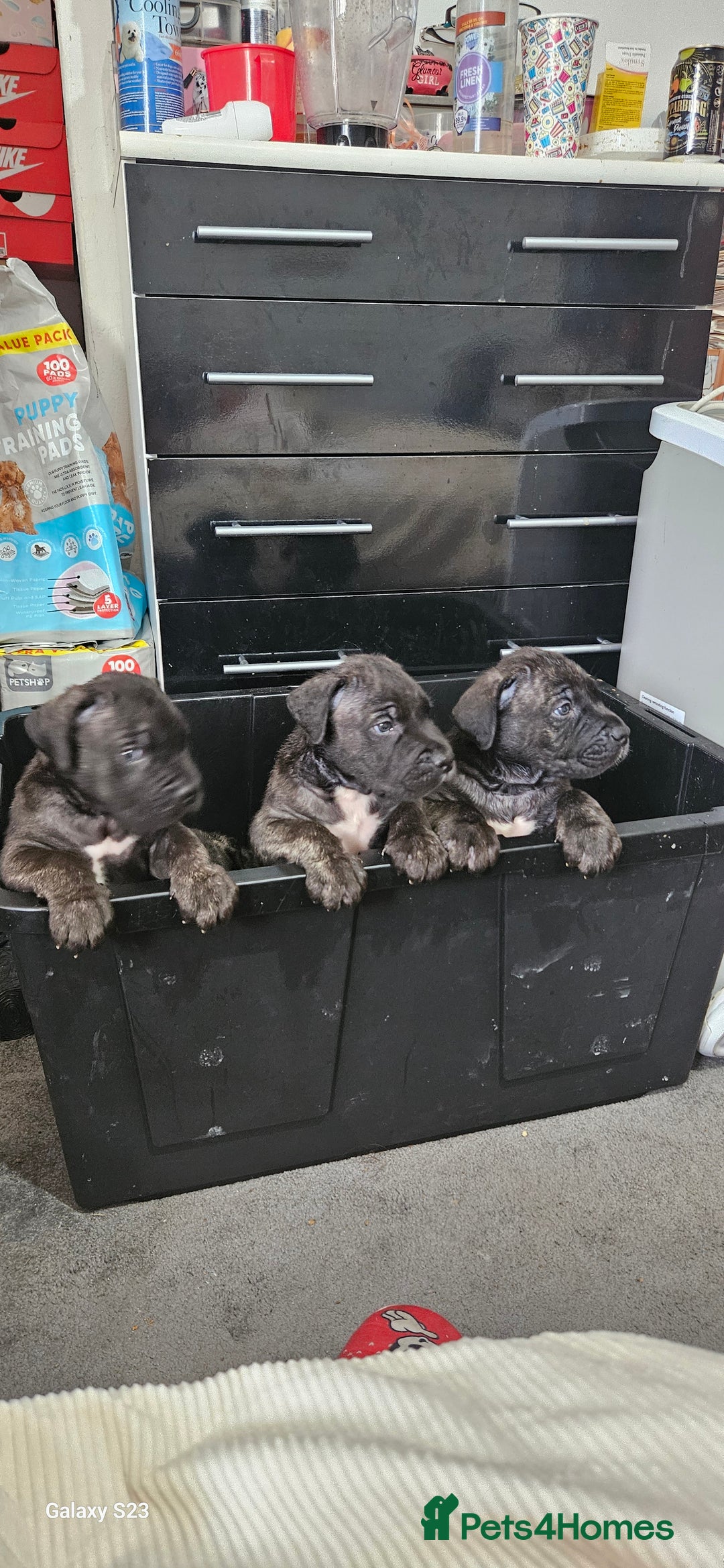 Mixed Breed dogs for sale: Pure Cane corso / pure presa canario puppies. - Image 33