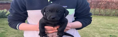 Labrador Retriever Puppy 4