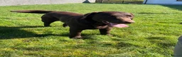 Labrador Retriever dogs for sale: 0/0 hips ⭐️ HEALTH TESTED KC REG chocolate puppies in Llanybydder - Advert 14