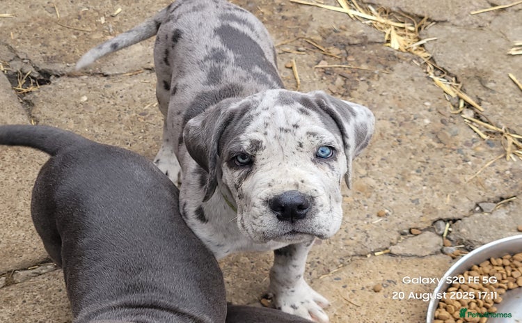 Cane Corso dogs - Advert 2