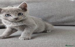 Russian Blue cats for sale: Russian blue babies looking for FOREVER homes - Image 36