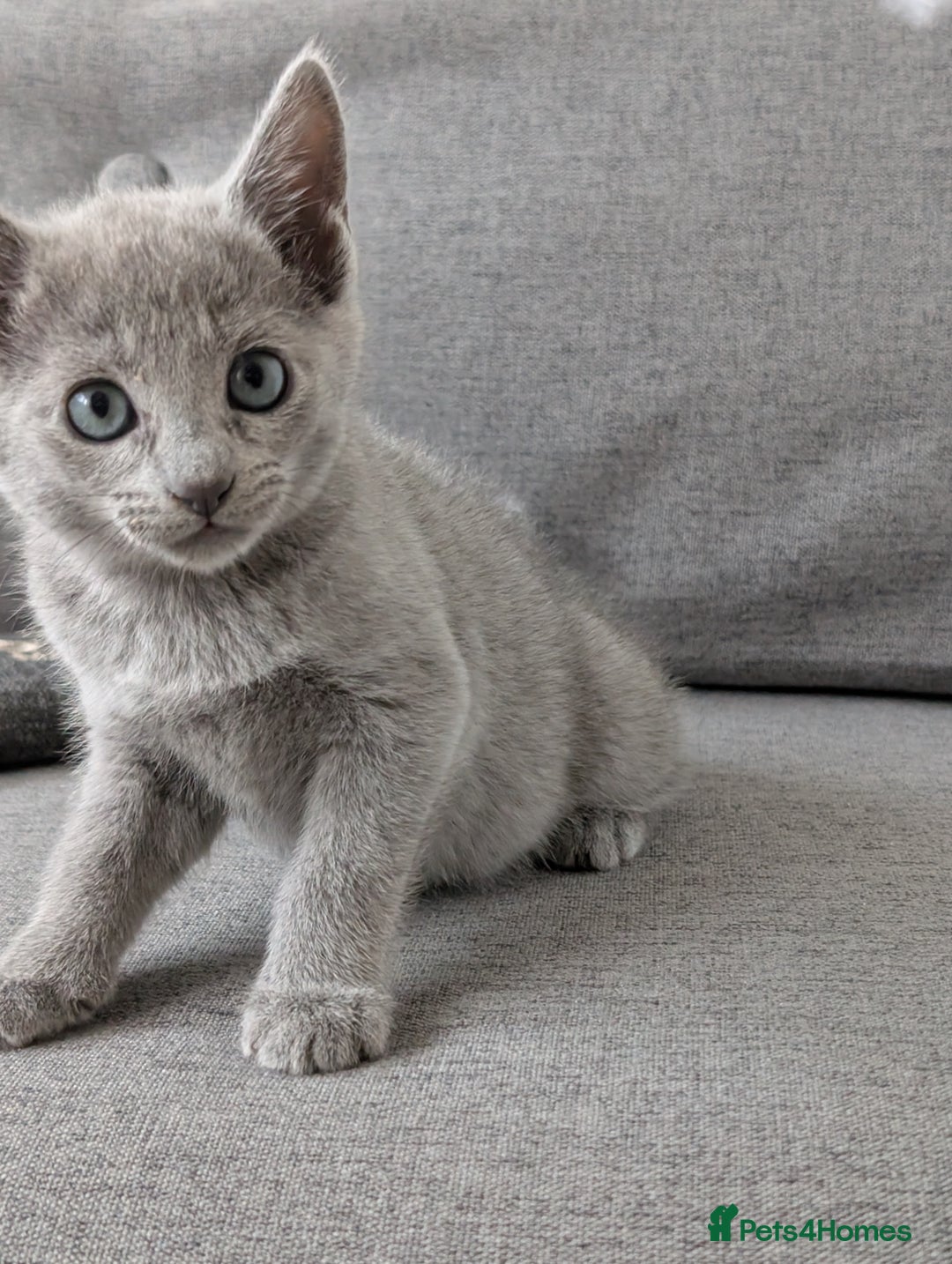 Russian Blue cats for sale: Russian blue babies looking for FOREVER homes - Image 36