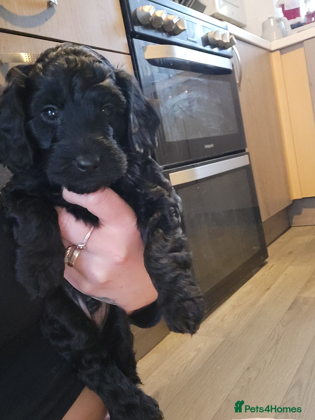 Cockapoo dogs for sale: TOY F1B COCKPOOS - Advert 11