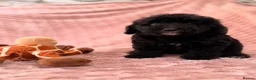 Labradoodle dogs for sale: DNA health tested parents of stunning labradoodles in Ware - Advert 16