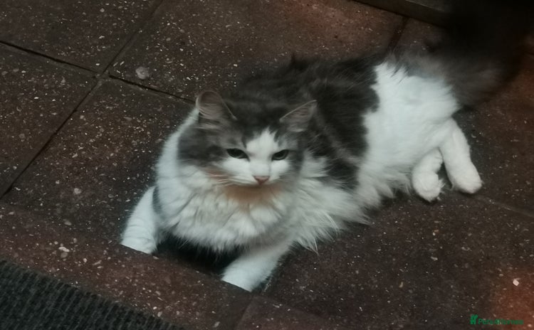 Tibetan cats Tabby white kittens looking for a lovely home - Advert 16