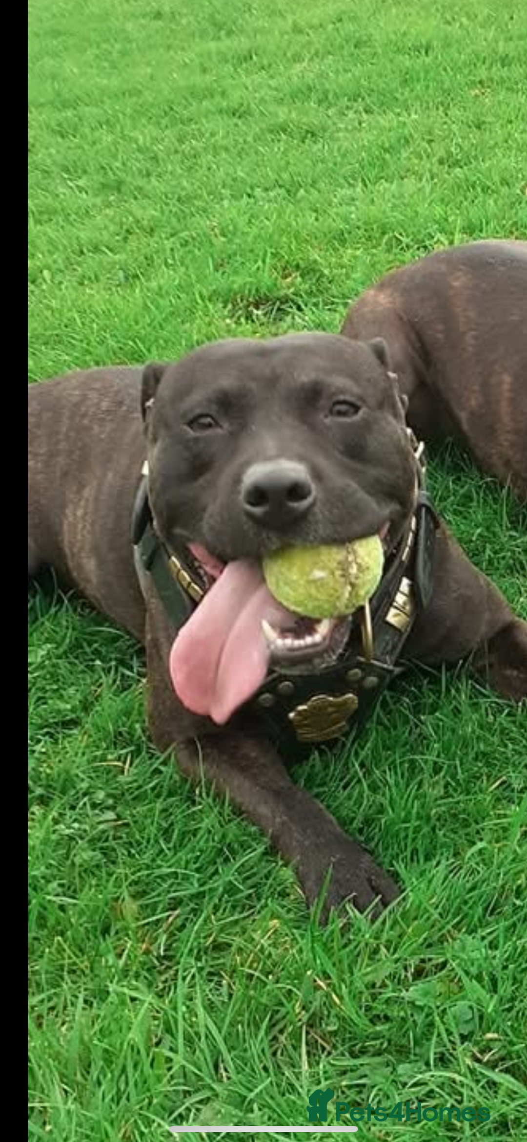 Staffordshire Bull Terrier dogs for sale: Staff bull terrier  - Image 5