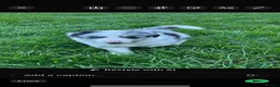 Border Collie dogs for sale: Blue merle border collie puppies  - Advert 7