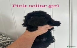 Cockapoo dogs for sale: F1 cockapoo puppies *Ready to Leave* - Image 2