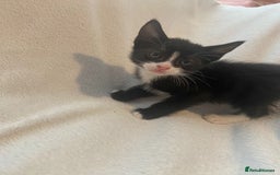 Mixed Breed cats for sale: 8 week old kittens - Image 4
