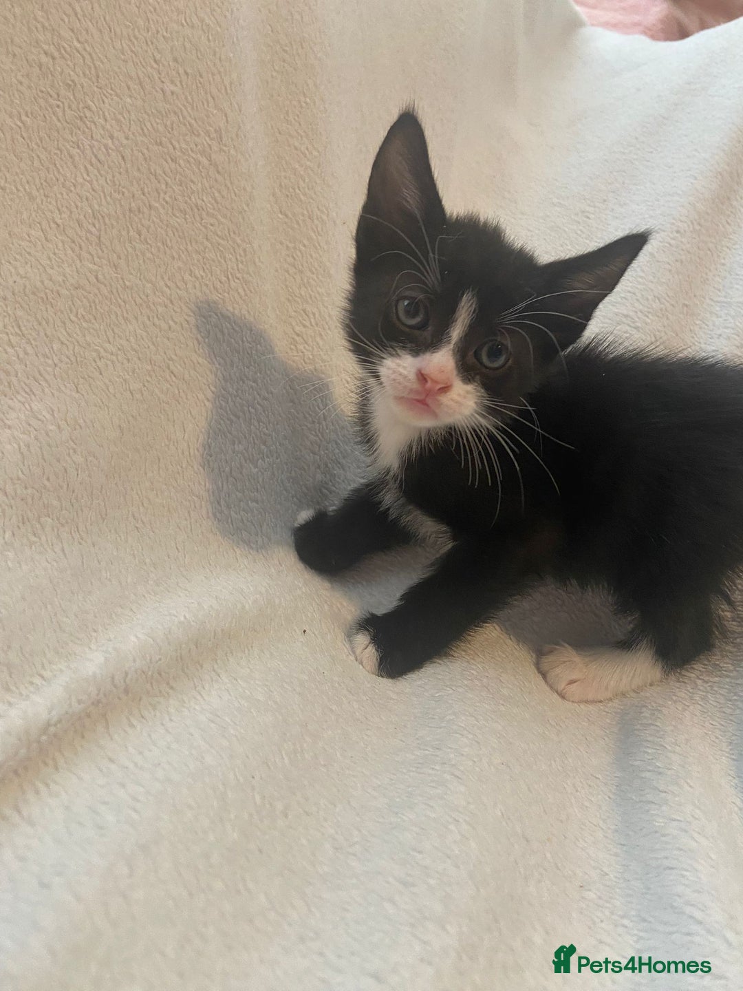 Mixed Breed cats for sale: 8 week old kittens - Image 4