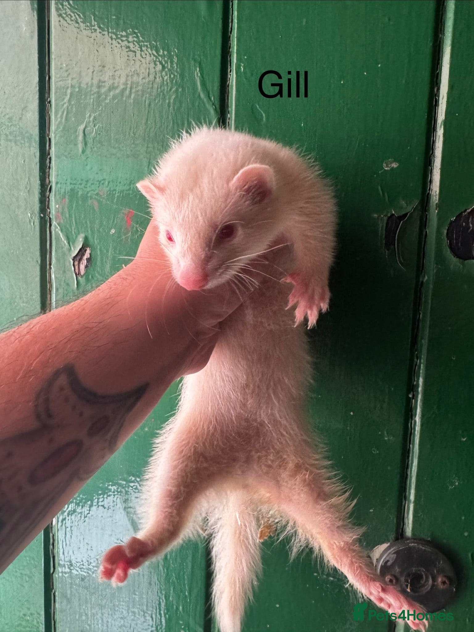 Ferret rodents Ferret kits ready to go - Advert 3