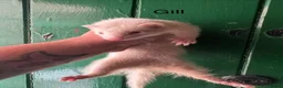 Ferret rodents for sale: Ferret kits ready to go in Sunderland - Advert 1