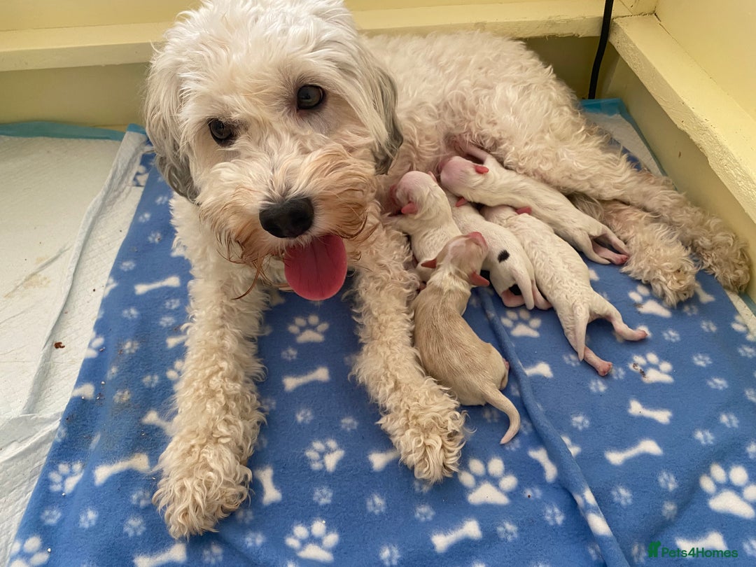 Cockapoo dogs for sale: Beautiful cockapoo puppy’s  - Image 37