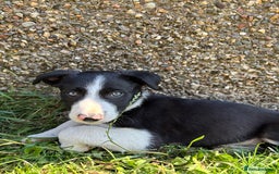 Border Collie dogs for sale: Working Border Collie Puppies - Image 2