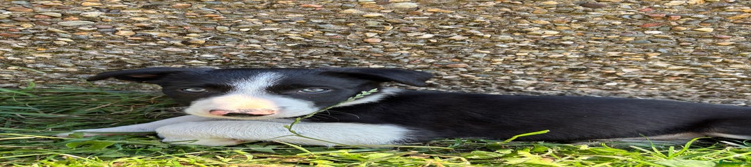 Border Collie Puppy 1