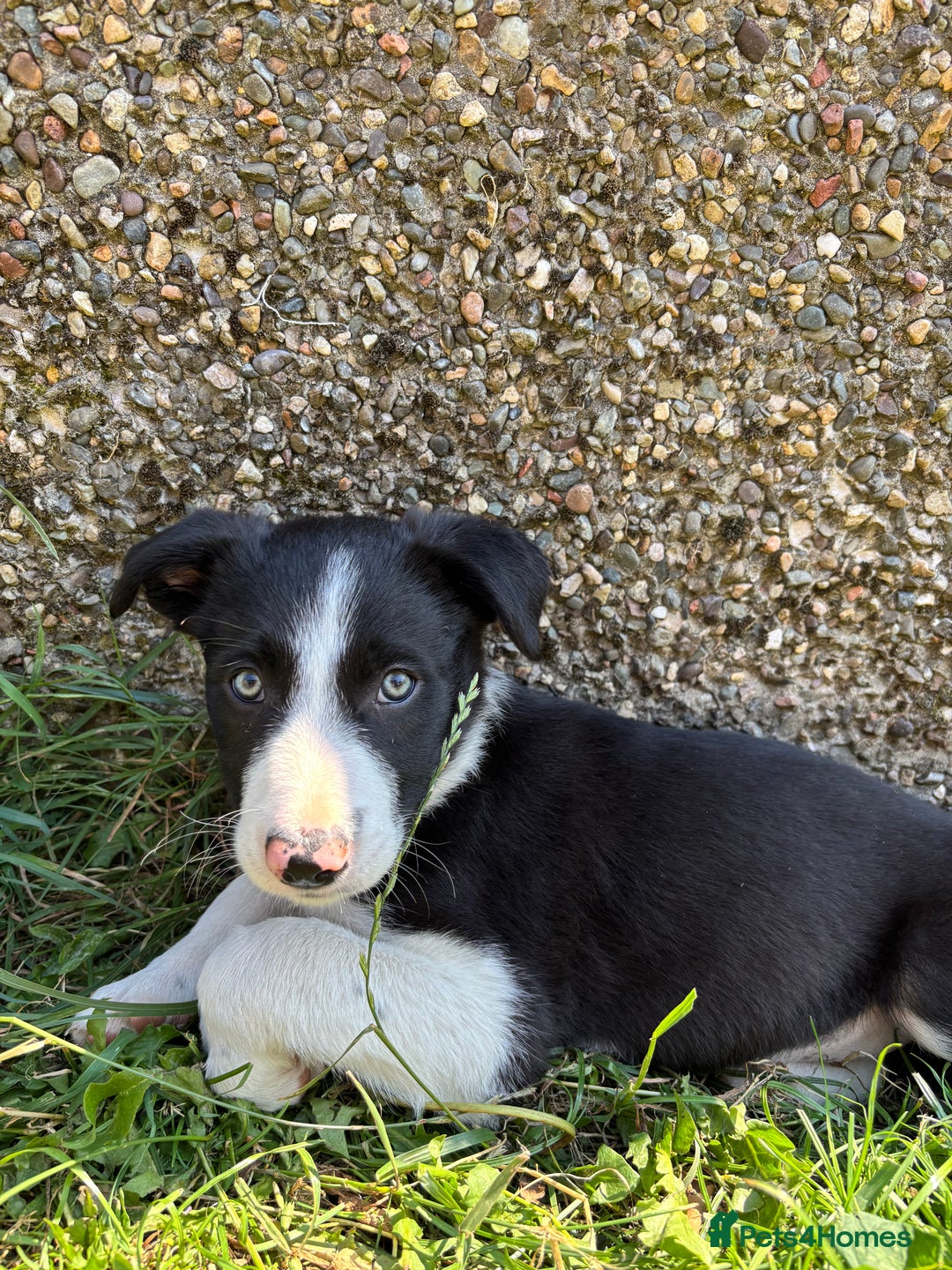 Border Collie dogs for sale: Working Border Collie Puppies - Image 2