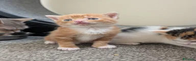 Ginger tabby male