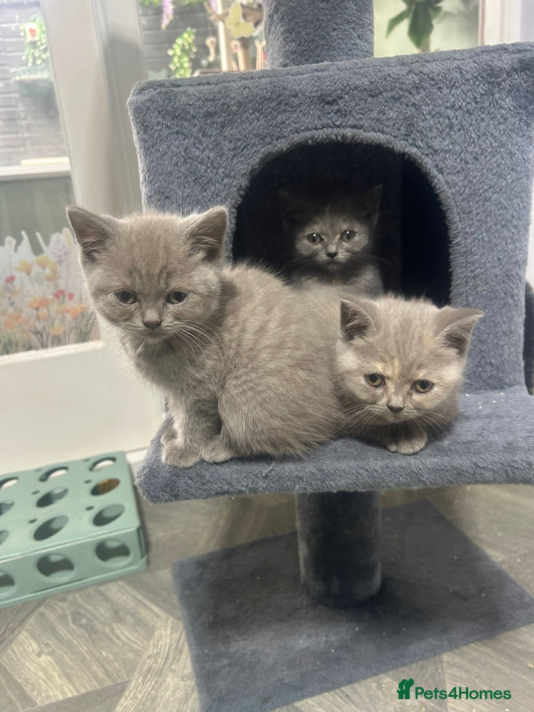 British Shorthair cats for sale: Beautiful cuddly, British short hair kittens  - Image 25