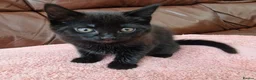 Mixed Breed cats for sale: Kitten - Advert 3