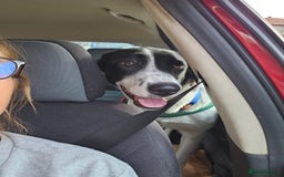 Mixed Breed dogs for adoption: NALA, a Lovely Girl - for a Loving Home - Image 12