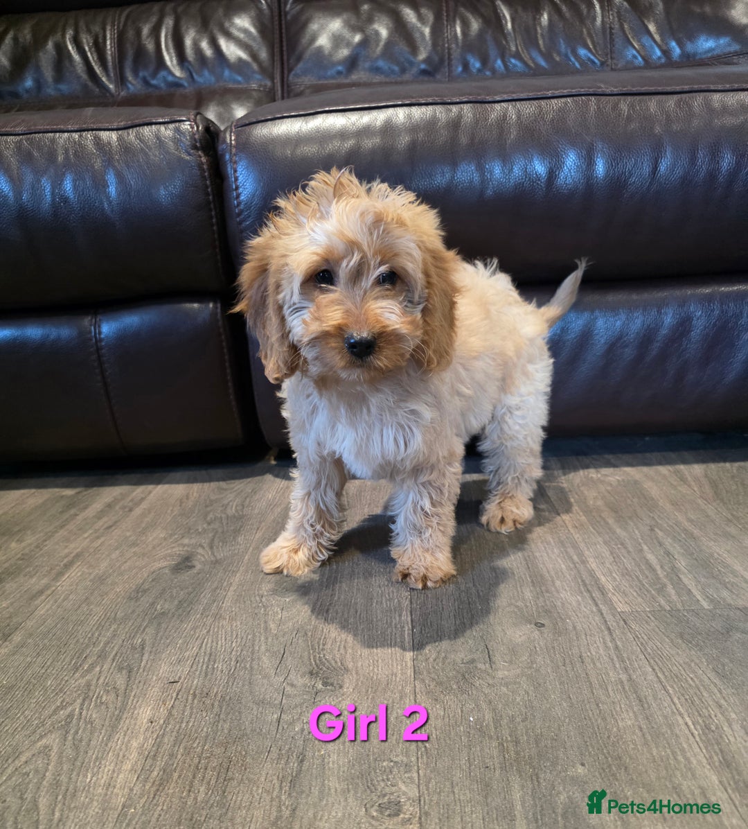 Cockapoo dogs for sale:  Adorable cockapoo pups ready to go 🐶 - Advert 11