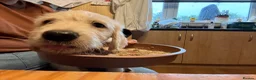 Labradoodle dogs for sale: Stunning Labradoodle puppies - Advert 8