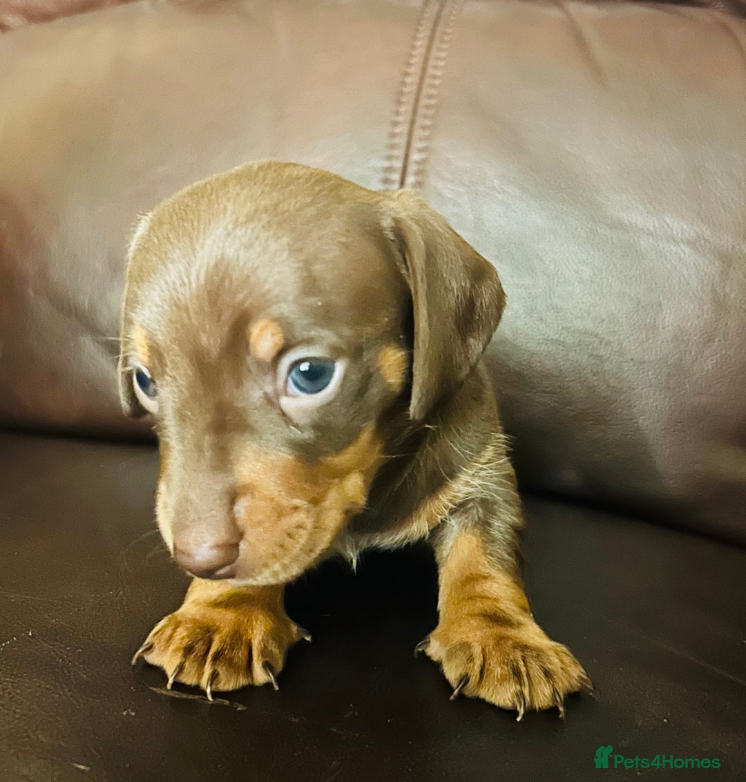 Miniature Dachshund dogs for sale: Miniature Dachshund Dapple Puppies  - Advert 12