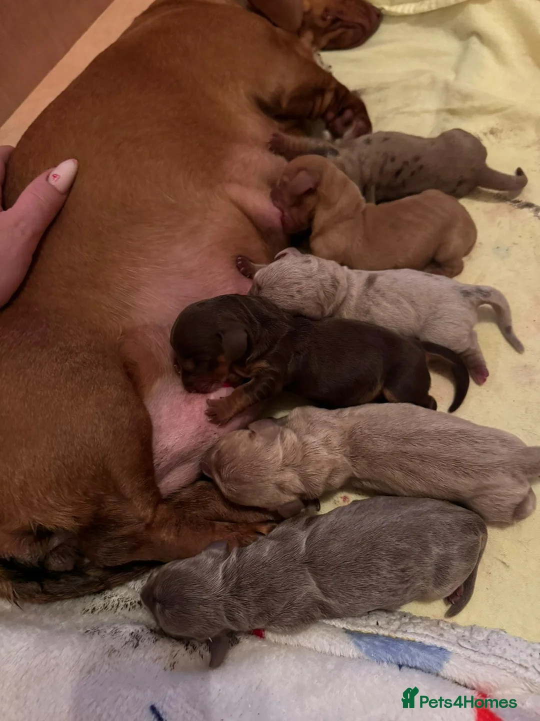 Miniature Dachshund dogs for stud: KC reg Isabella & Tan Stud! Free ovulation test in Stockton-on-Tees - Advert 25