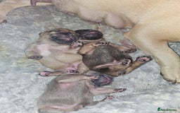 French Bulldog dogs for sale: Gorgeous french bulldogs - Image 12