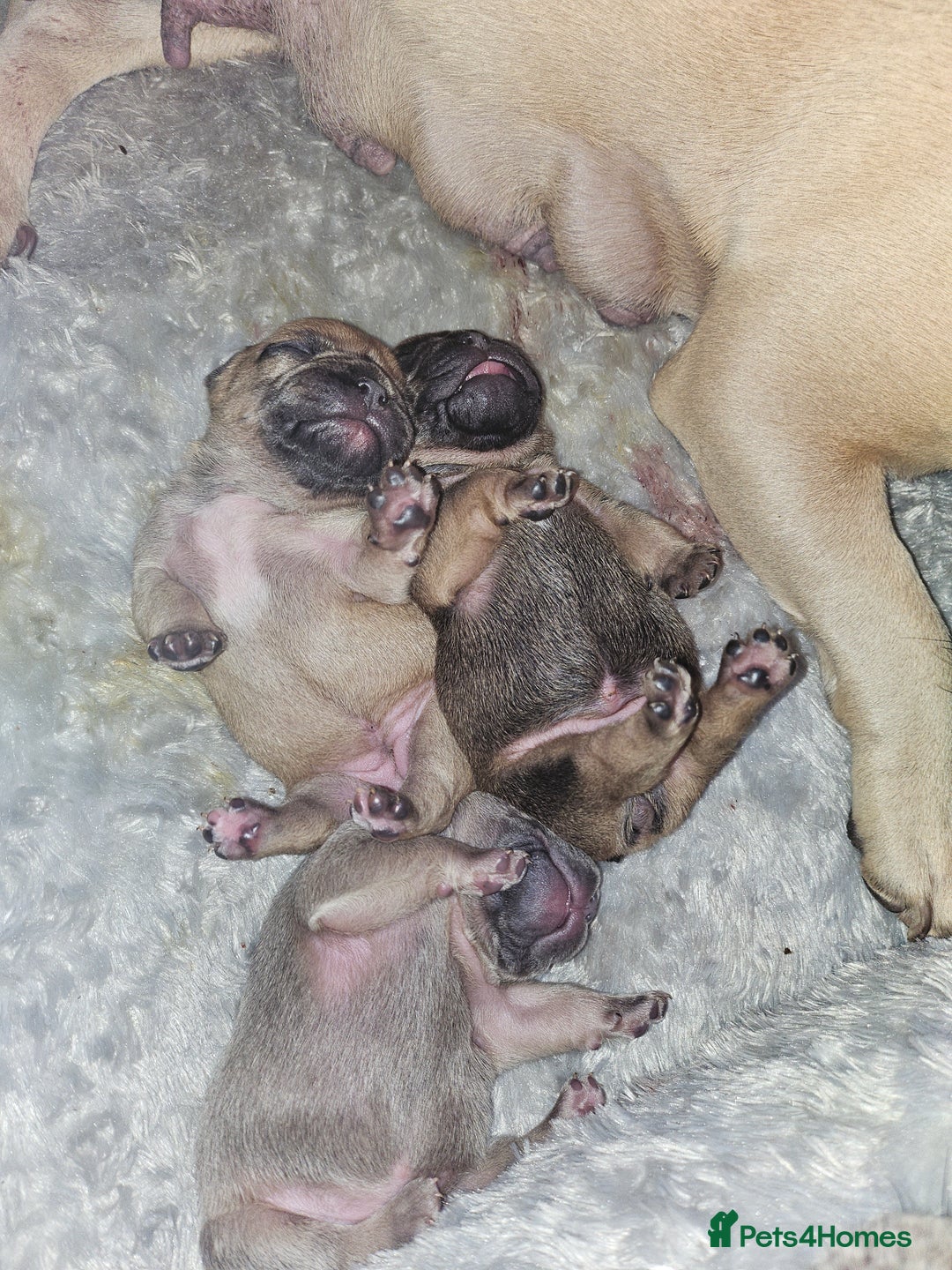 French Bulldog dogs for sale: Gorgeous french bulldogs - Image 12