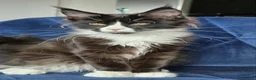 Maine Coon cats for sale: Maine Coon kittens, 2 girls , 1 boy  - Advert 12