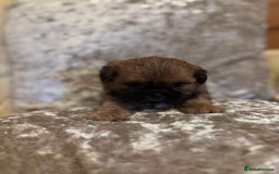 Shih Tzu dogs for sale: Shih Tzu puppies - Image 7