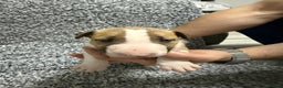 English Bull Terrier dogs for sale: KS-registered English Bull Terrier Puppies  - Advert 12