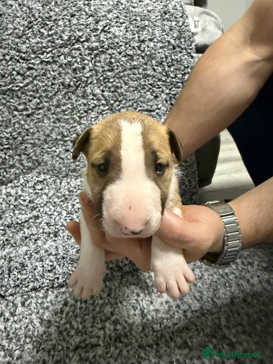 English Bull Terrier dogs for sale: KS-registered English Bull Terrier Puppies  - Advert 12