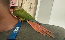 Parrots birds for sale: LOOK! BIRDS/PARAKEETS/PARROTS AVAILABLE  - Image 3