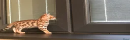 Bengal cats for sale: Registered pedigree bengal kittens - Advert 26
