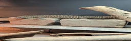Mixed Breed reptiles for sale: Various snakes and lizards REDUCED  - Advert 6