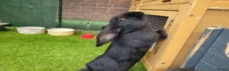 Mini Lop rabbits for sale: Beautiful Mini Lop Mix Rabbits - READY THURSDAY  - Advert 21