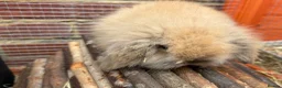 Mixed Breed rabbits for sale: Male Baby Rabbit lion/lop bunny - Advert 1
