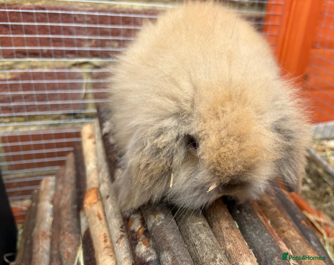 Mixed Breed rabbits for sale: Male Baby Rabbit lion/lop bunny - Advert 1