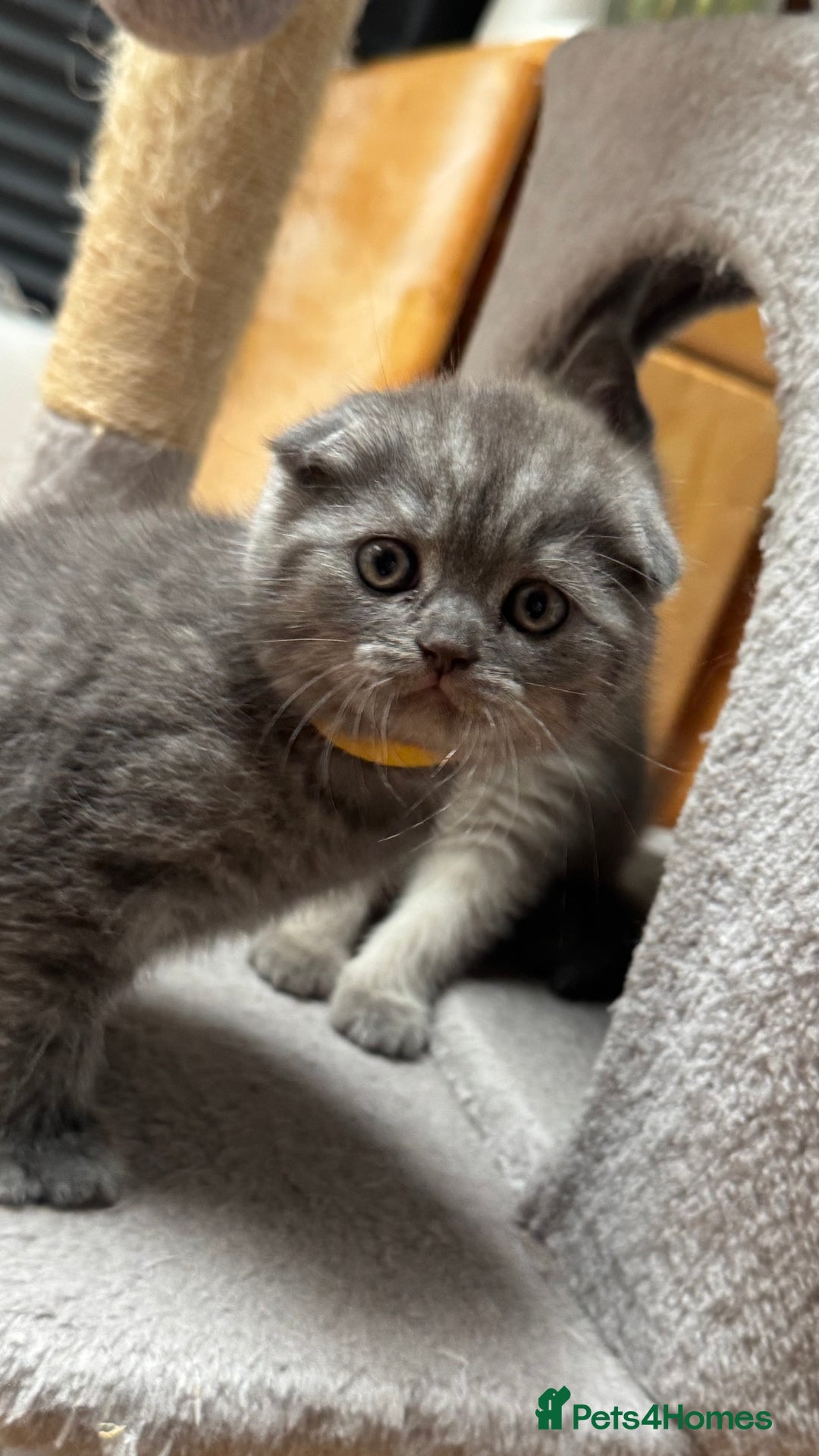 British Shorthair cats for sale: Adorable British blue Shorthair Kittens  - Image 10