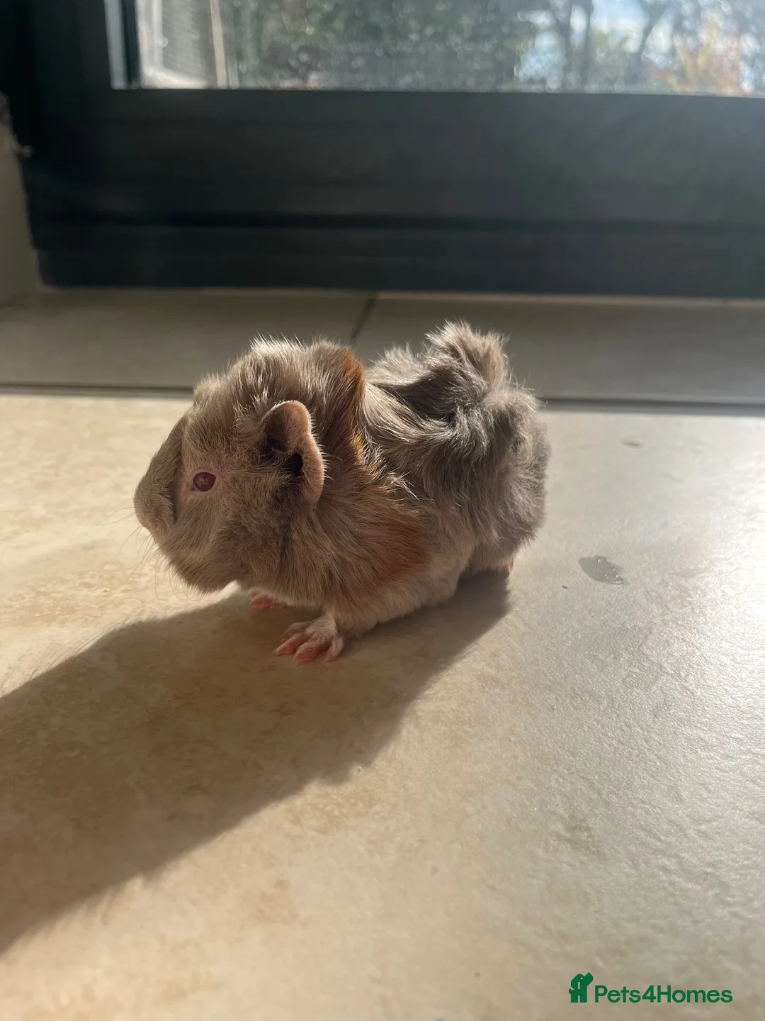Guinea Pig rodents for sale: Male Guinea pig in Southampton - Advert 1