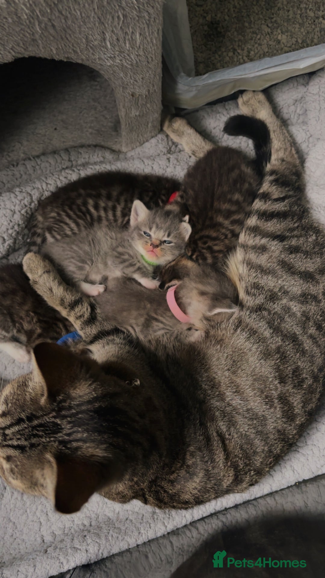 Domestic Shorthair cats for sale: Blue/Brown/Black Tabbies (DSH) - Image 14