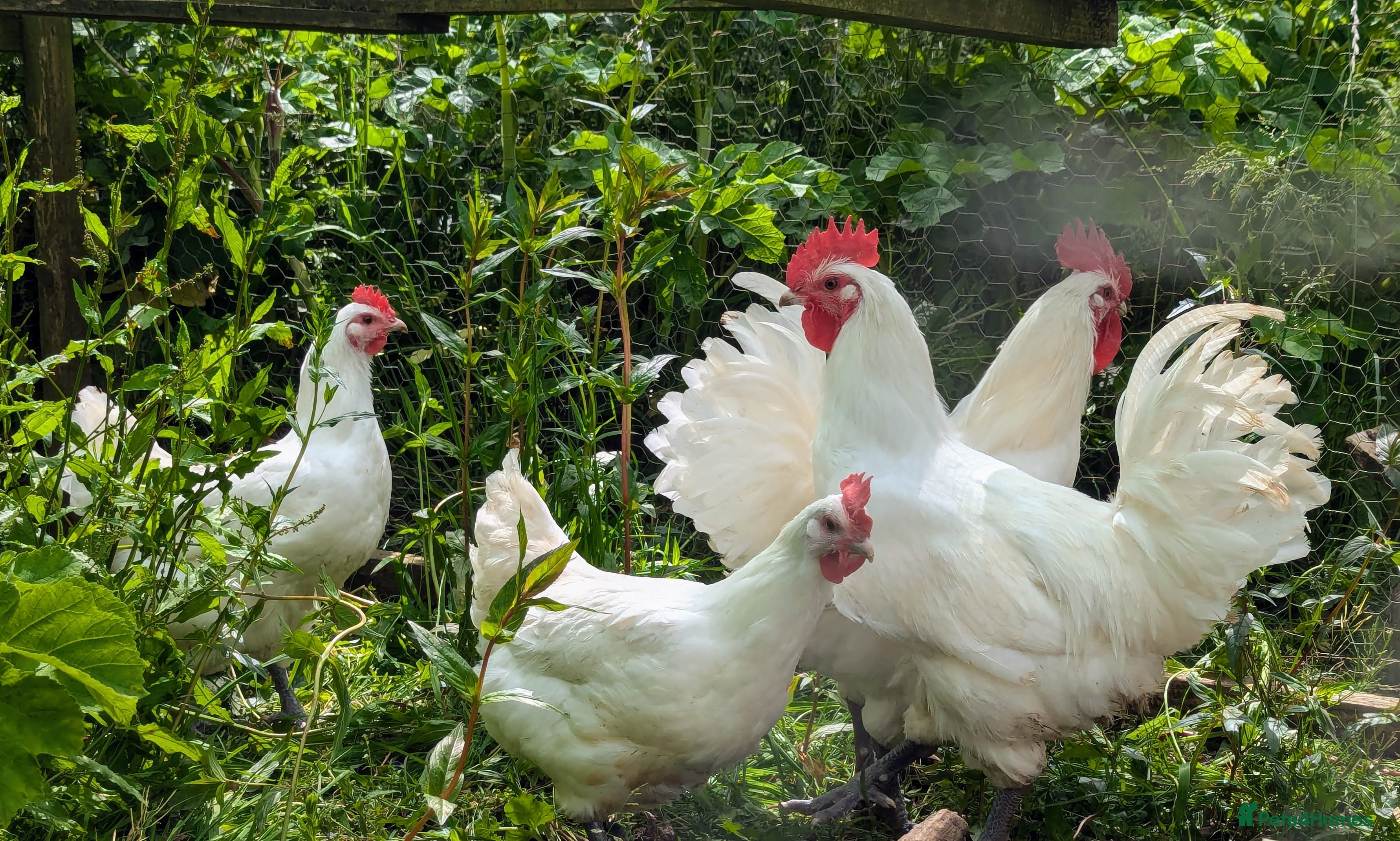 Chickens poultry Bresse Hatching Eggs (and chicks). - Advert 3