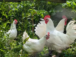 Chickens poultry Bresse Hatching Eggs (and chicks). - Advert 1