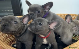 French Bulldog dogs for sale: Solid Blue French Bulldog  - Image 29