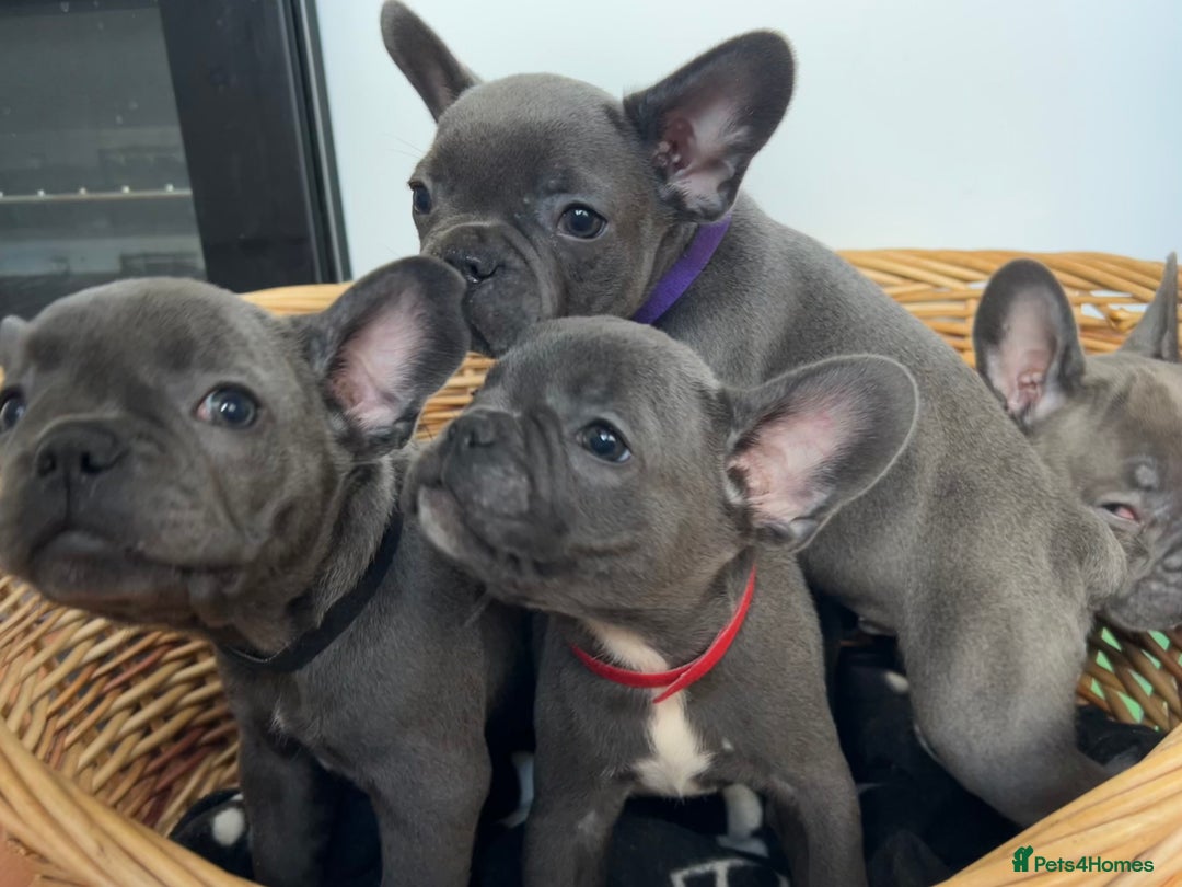 French Bulldog dogs for sale: Solid Blue French Bulldog  - Image 29