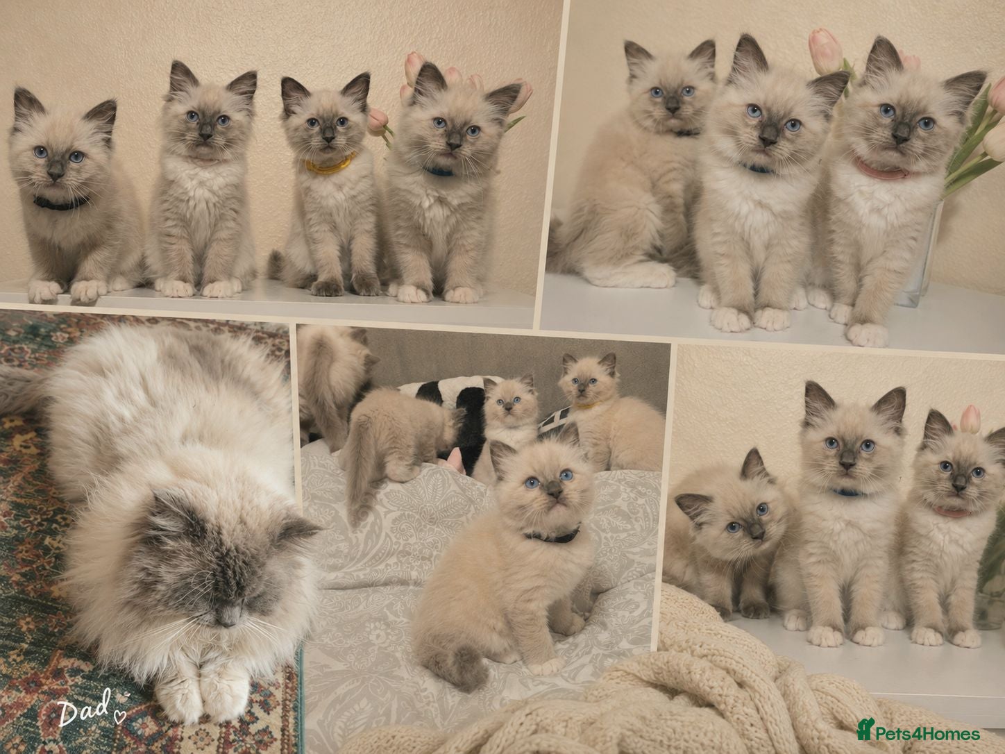 Ragdoll cats Pure Ragdoll Kittens Ready ! - Advert 5