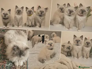 Ragdoll cats Pure Ragdoll Kittens Ready ! - Advert 5